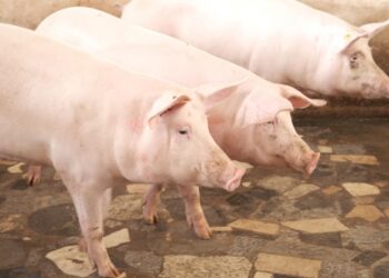 Vacinação contra peste suína clássica bate recorde de cobertura em Alagoas