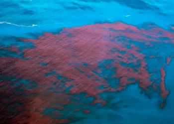 Alagoas e PE têm mais de 400 casos de intoxicação da maré vermelha