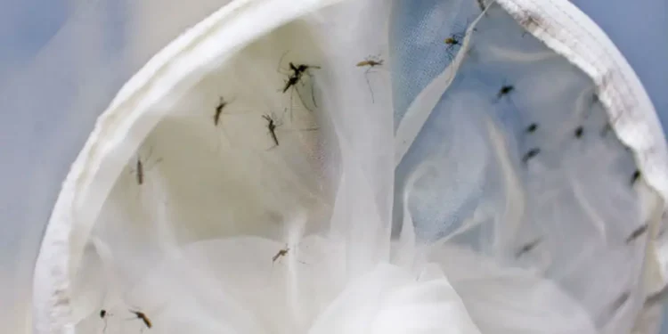 Brasil tem 391 mortes por dengue