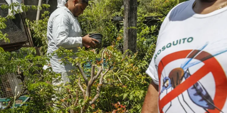 Brasil concentra quase 70% dos casos de dengue da AL e Caribe