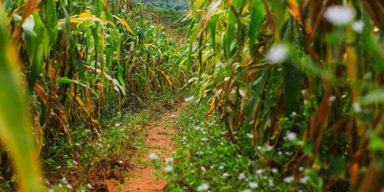 Comitê debate estratégias de combate ao racismo em Maceió
