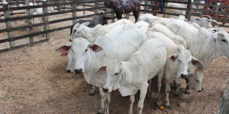 Defesa Civil atendeu 66 ocorrências em Maceió