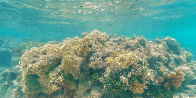 Governo lança projeto de combate ao branqueamento dos corais em Alagoas