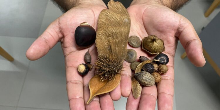 Alagoas Mais Verde: projeto incentiva a arborização através de doações de mudas