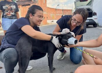 Lei estadual que garante proteção e o bem-estar dos animais já está em vigor