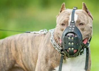 Discutido projeto que obriga uso de focinheira em determinadas raças de cães