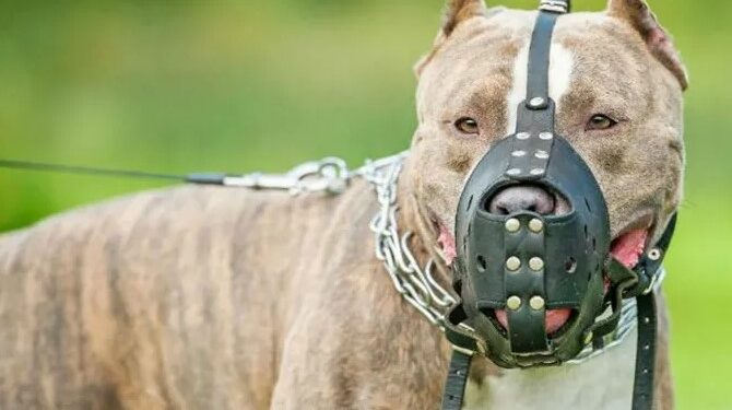 Discutido projeto que obriga uso de focinheira em determinadas raças de cães