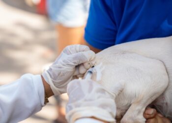 Saúde de Maceió imuniza quase 34 mil animais no segundo dia de vacinação antirrábica