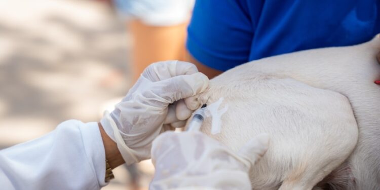 Saúde de Maceió imuniza quase 34 mil animais no segundo dia de vacinação antirrábica