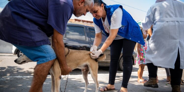 Prefeitura de Maceió vacina mais de 90 mil animais durante campanha antirrábica 2025