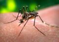 Ações estratégicas gerenciais casos de dengue sob controle em Maceió