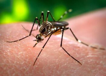 Ações estratégicas gerenciais casos de dengue sob controle em Maceió