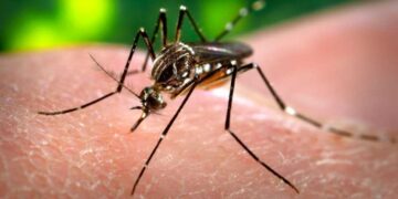 Ações estratégicas gerenciais casos de dengue sob controle em Maceió