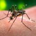 Ações estratégicas gerenciais casos de dengue sob controle em Maceió